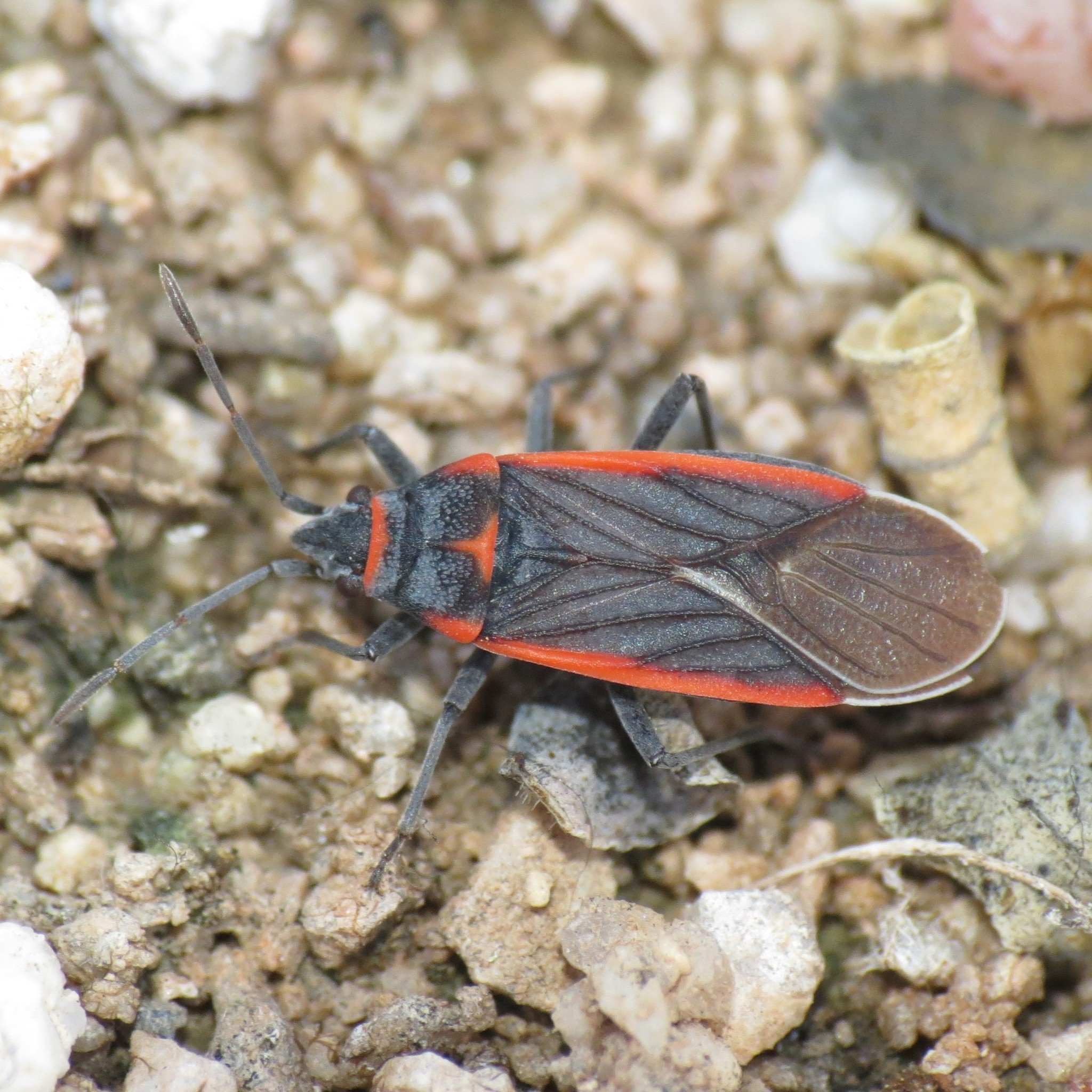 Melacoryphus