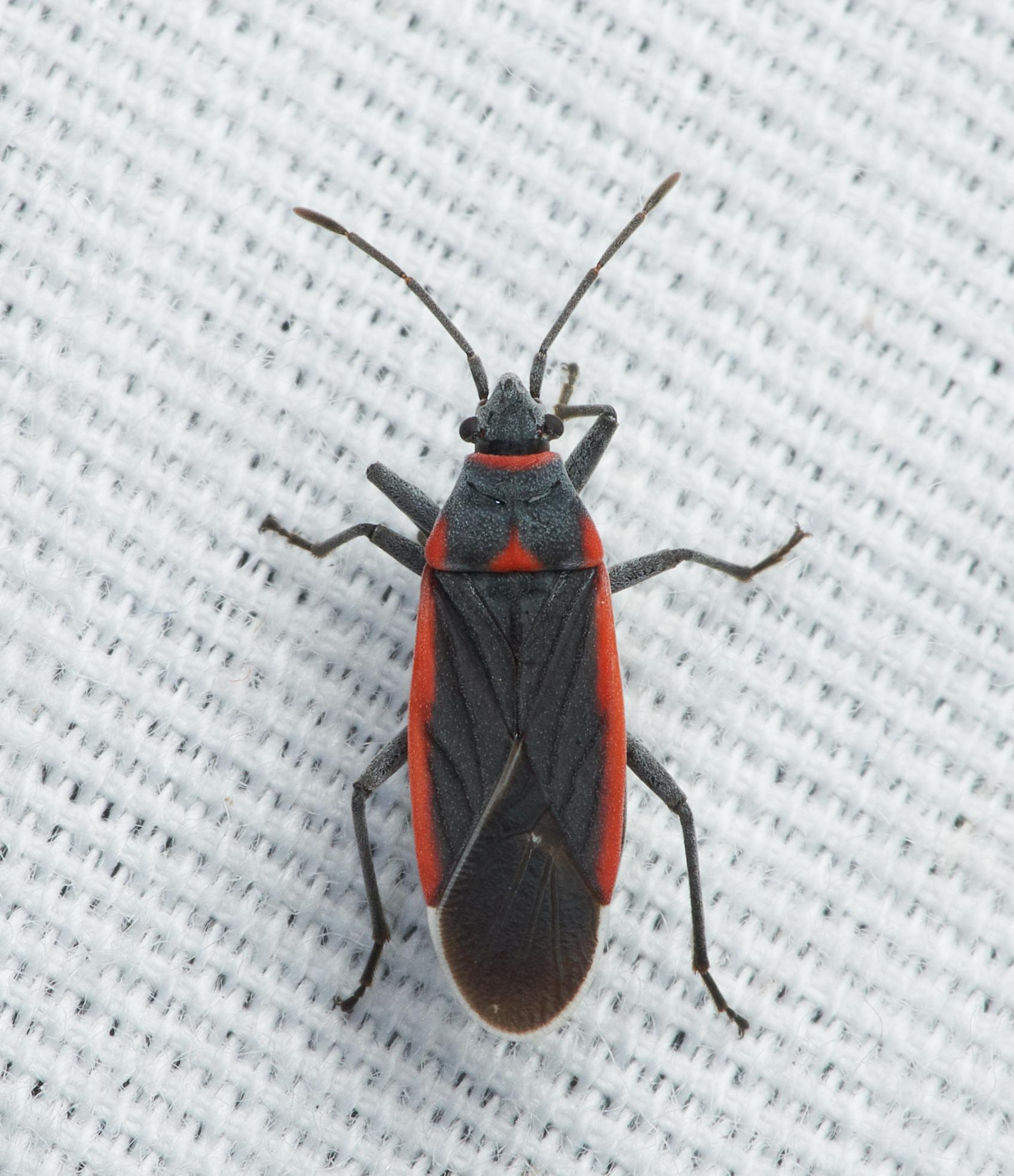 Melacoryphus