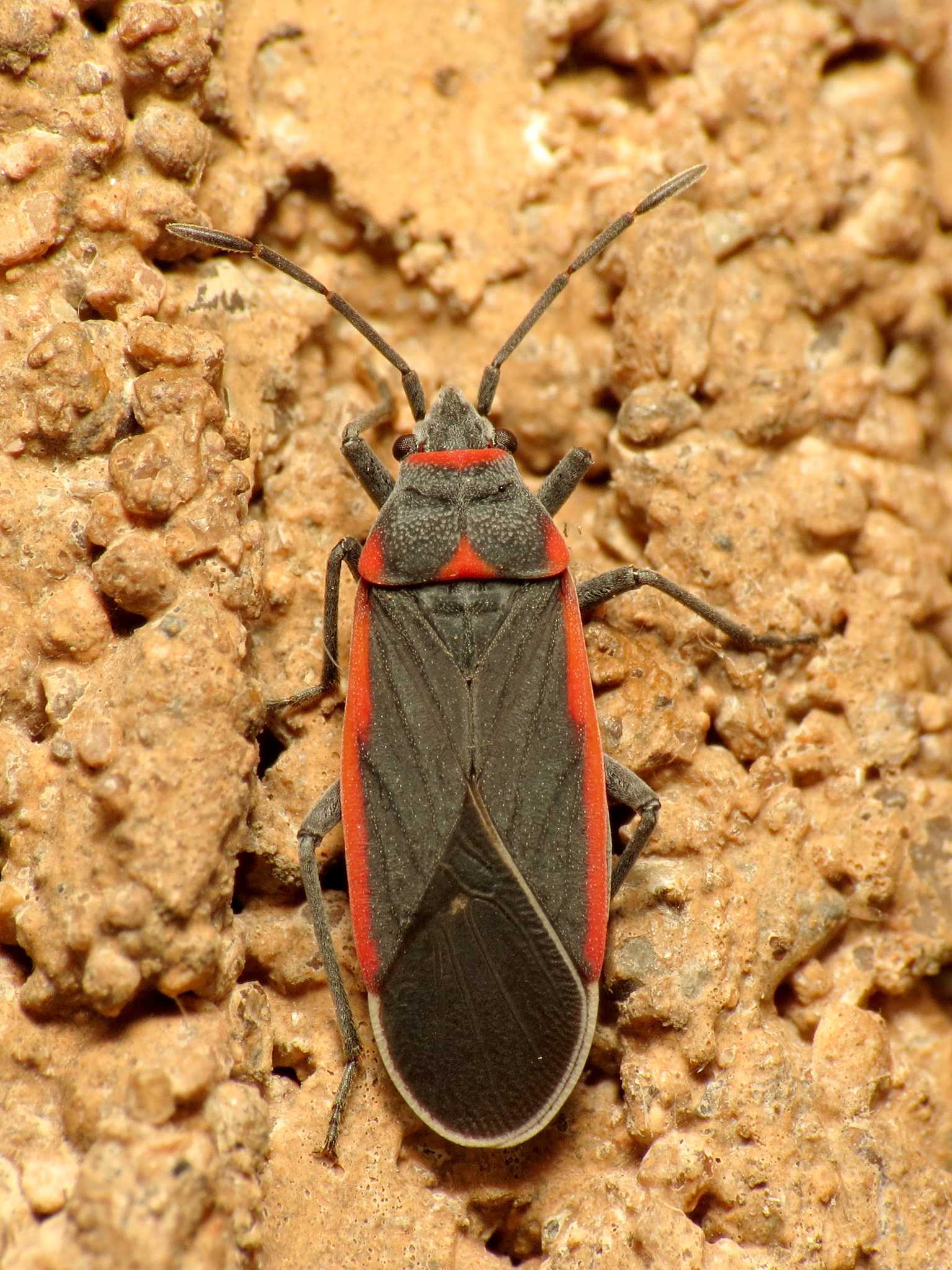 Melacoryphus