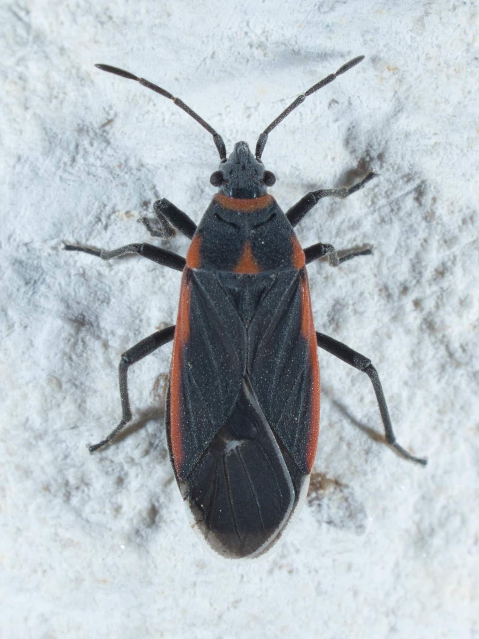 Melacoryphus