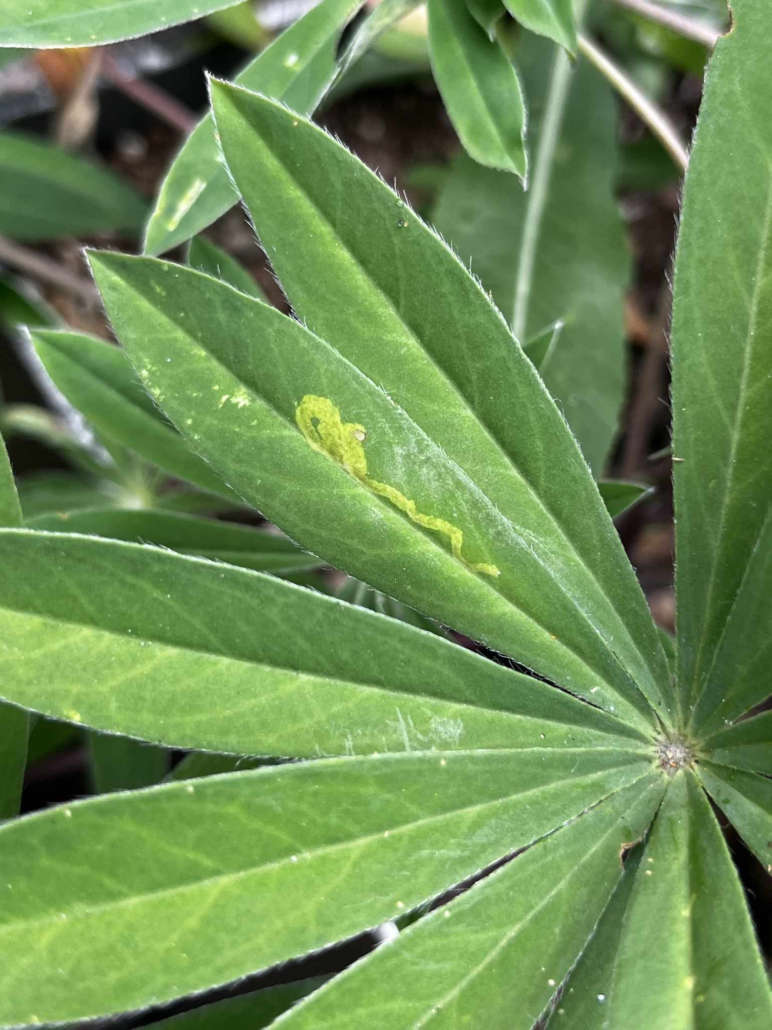 Liriomyza langei