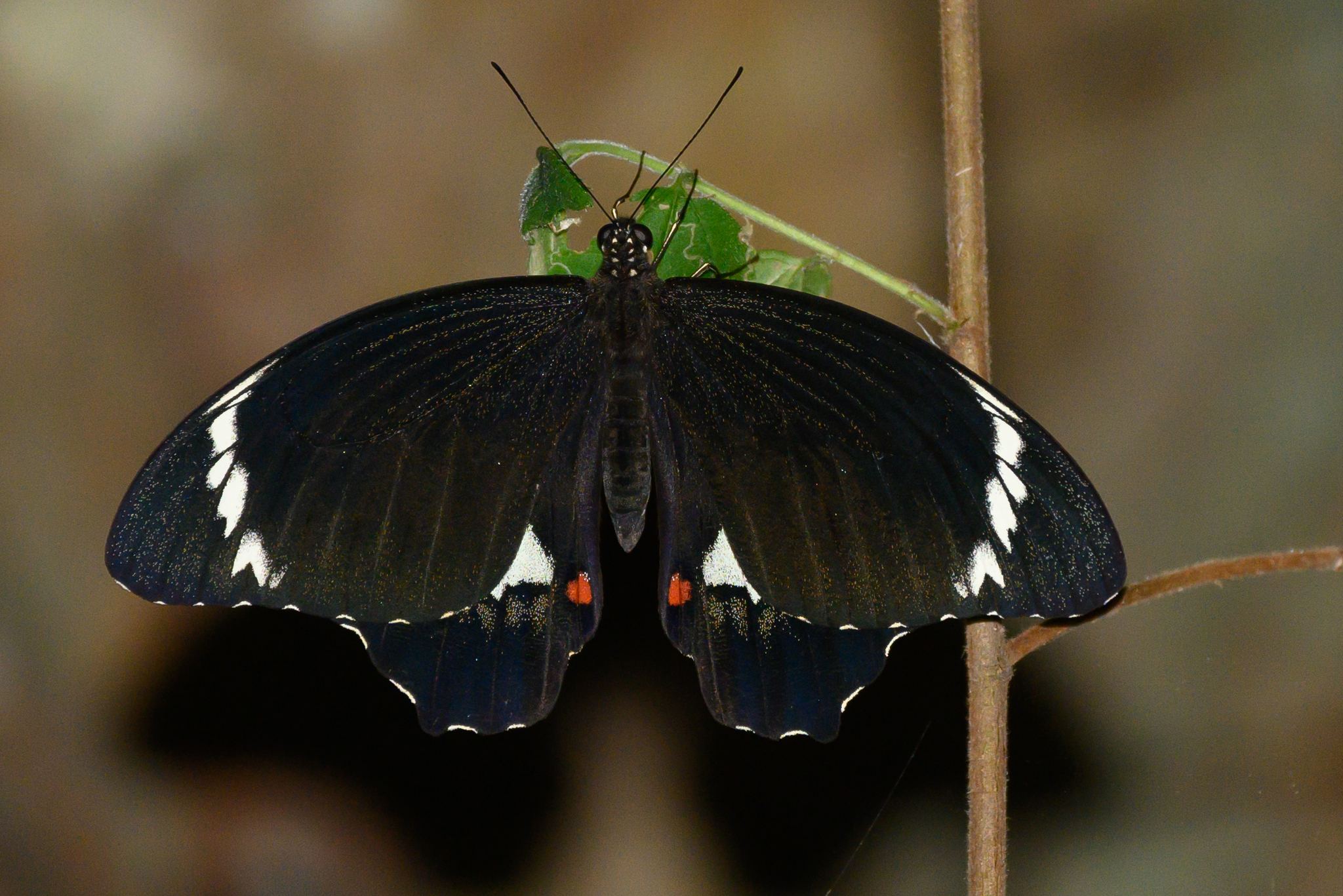 Papilio aegeus