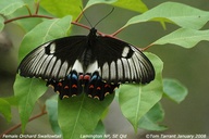 Papilio aegeus