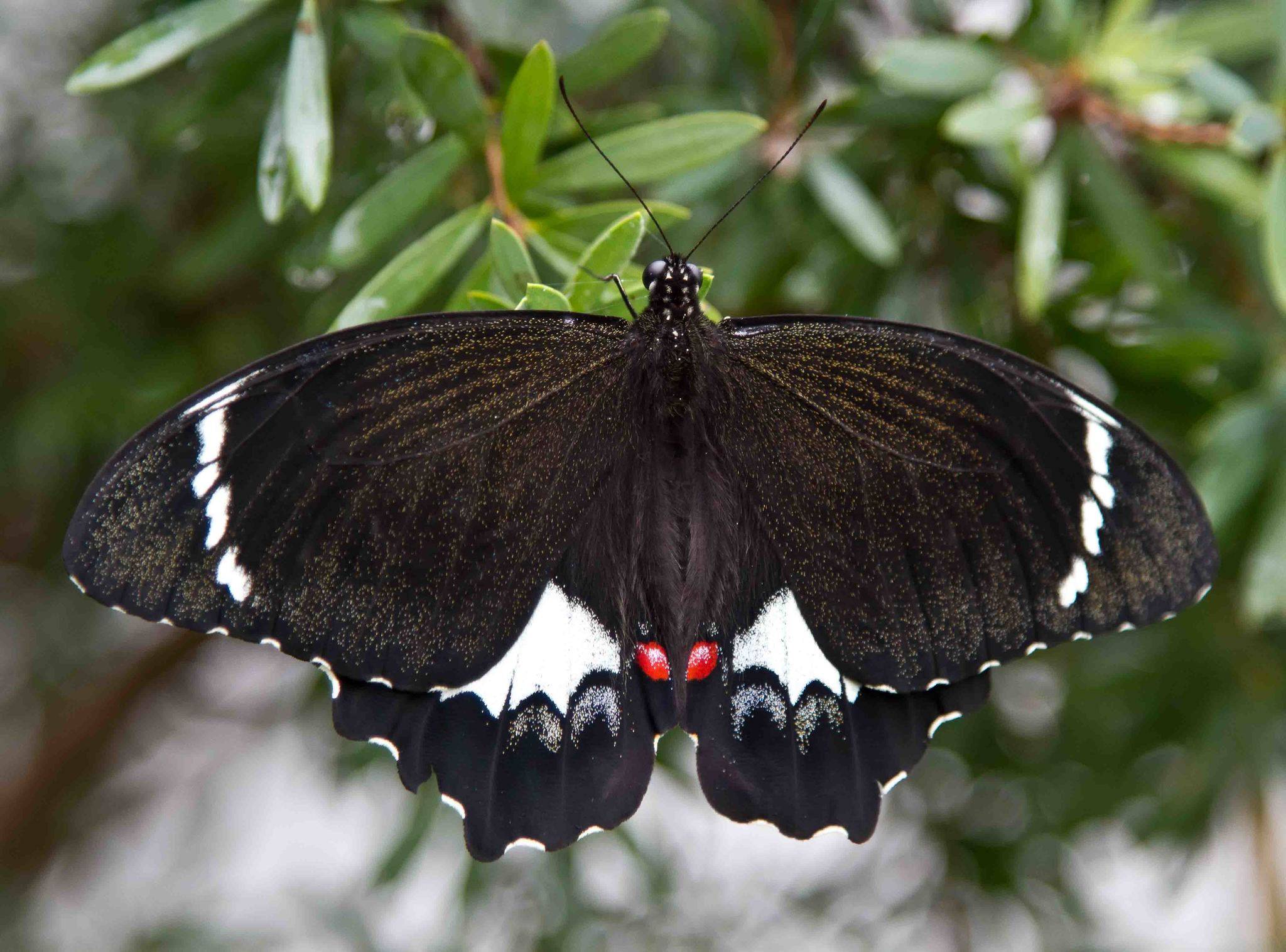 Papilio aegeus