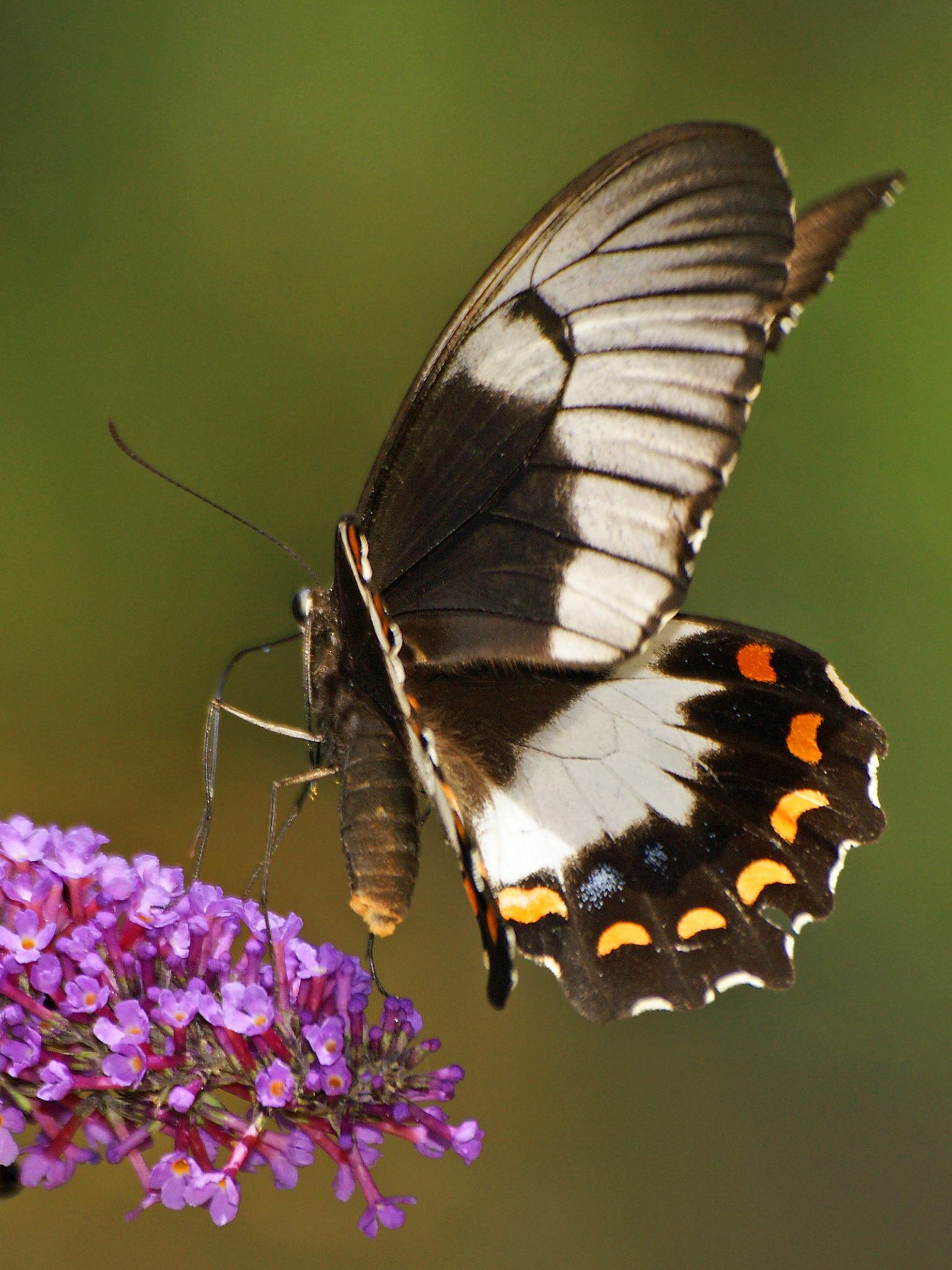 Papilio aegeus
