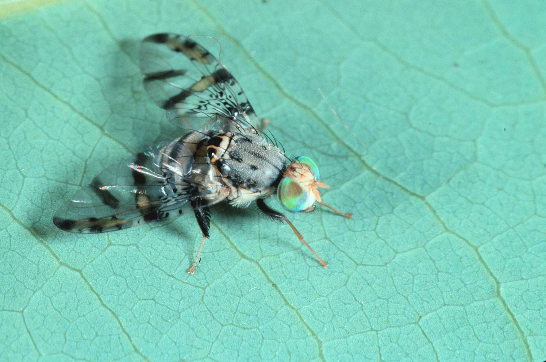 Ceratitis anonae
