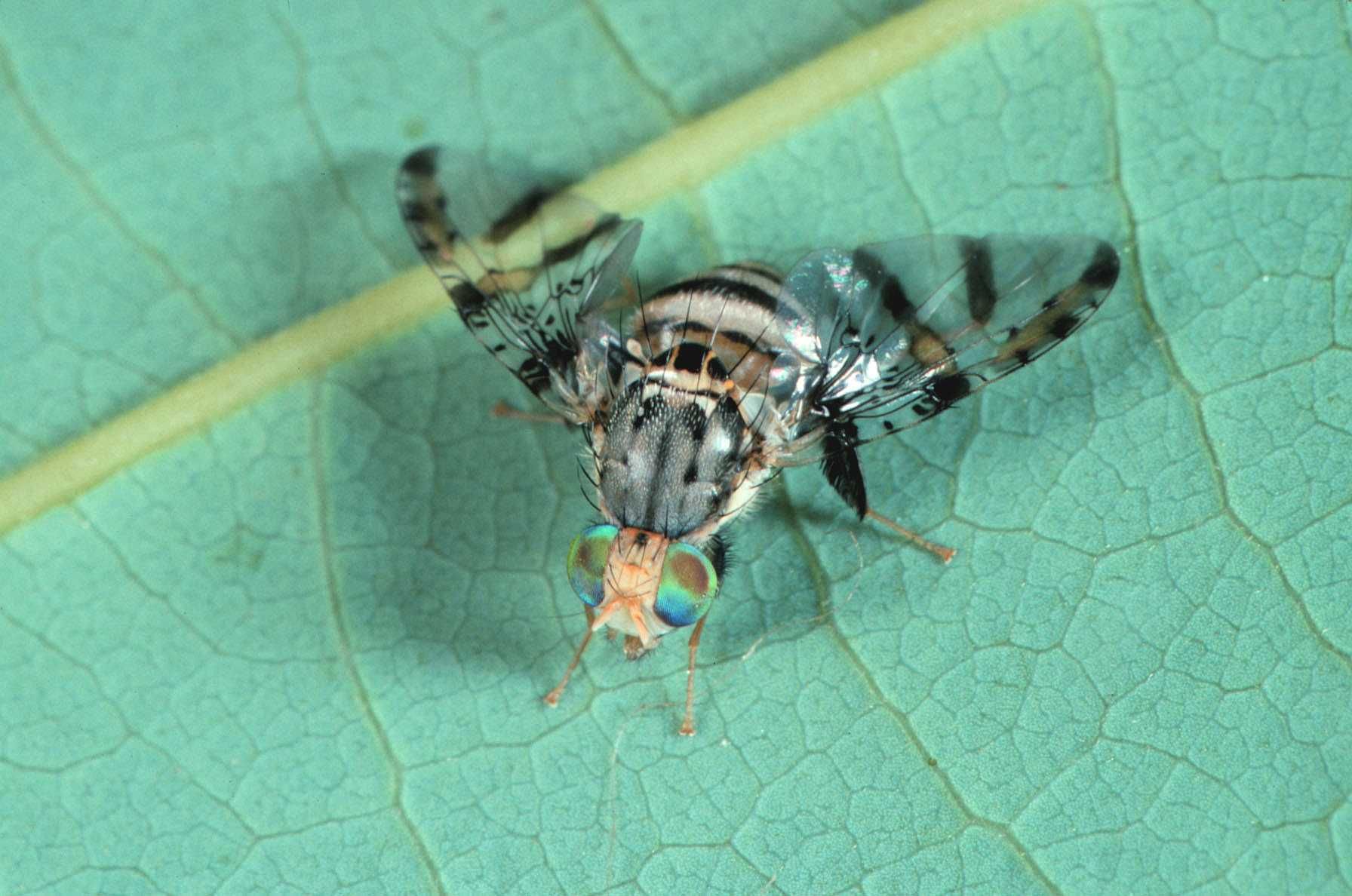 Ceratitis anonae