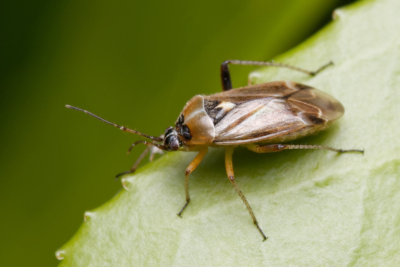 Harpocera thoracica