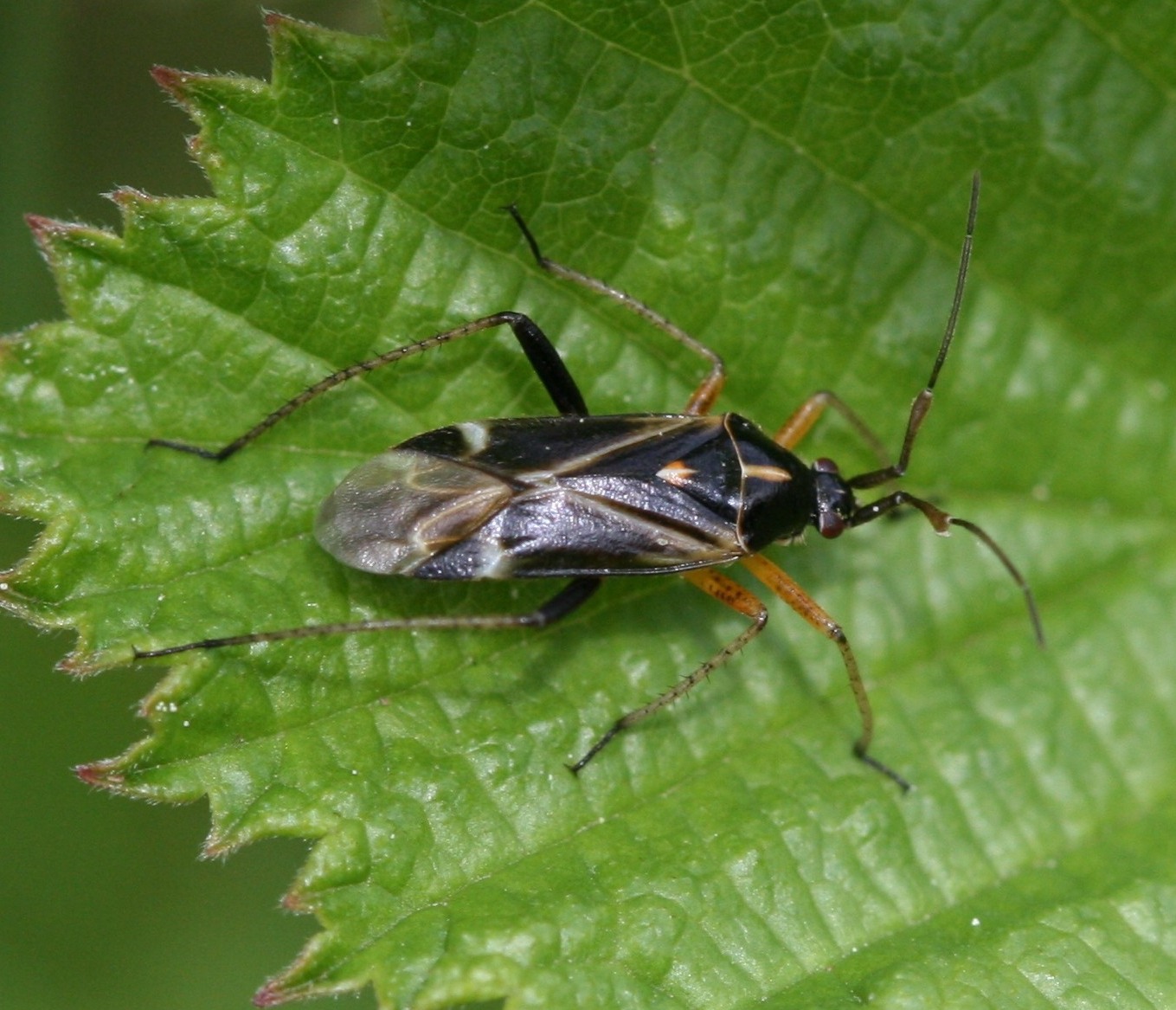 Harpocera thoracica