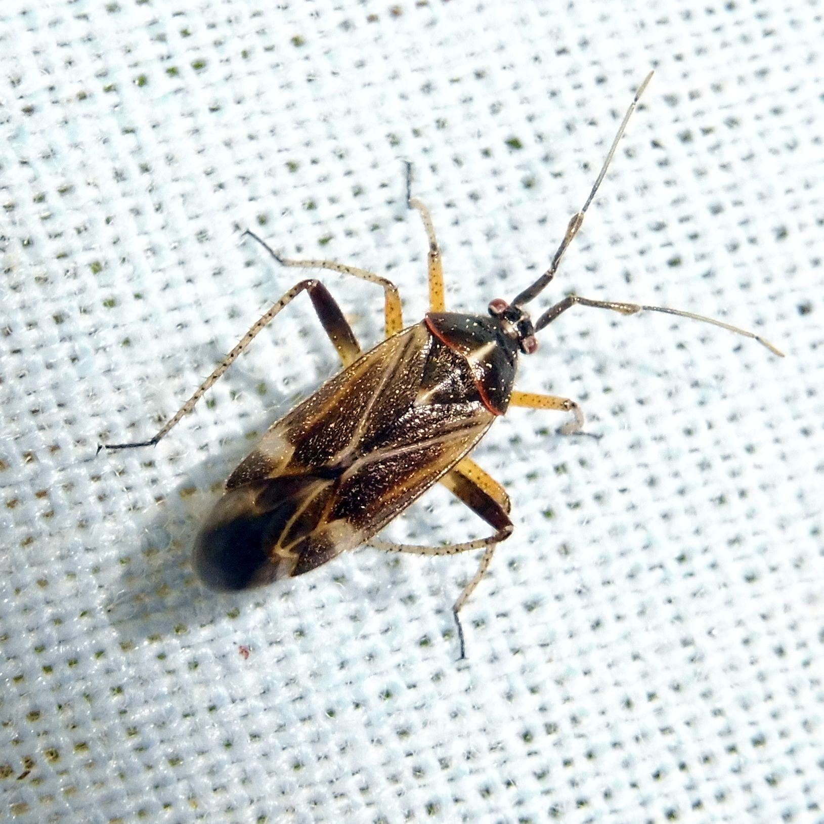 Harpocera thoracica