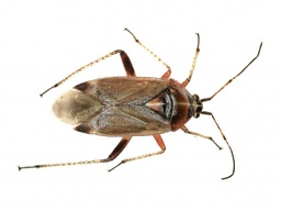 Harpocera thoracica