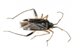Harpocera thoracica