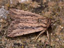 Leucania putrescens