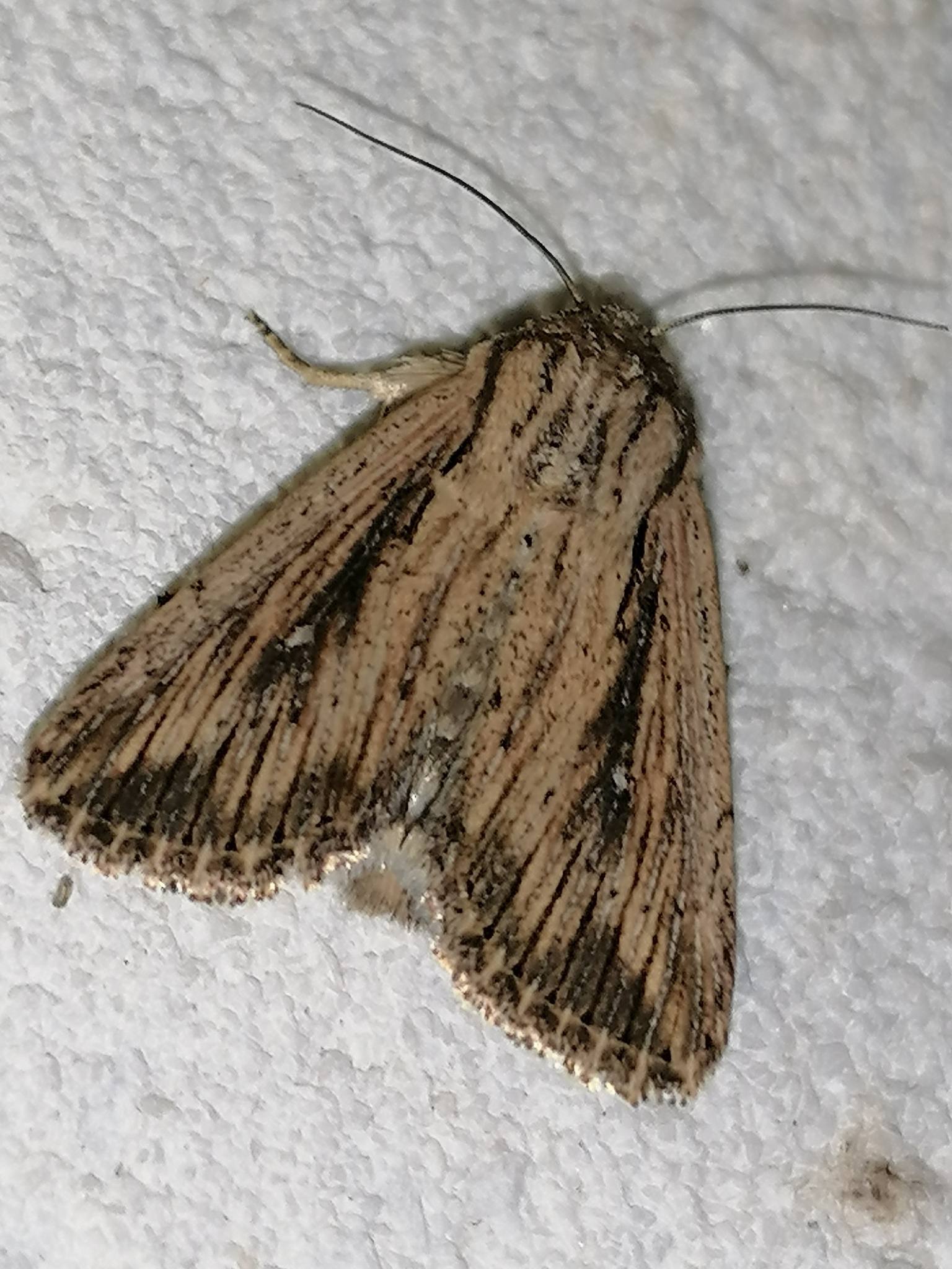 Leucania putrescens