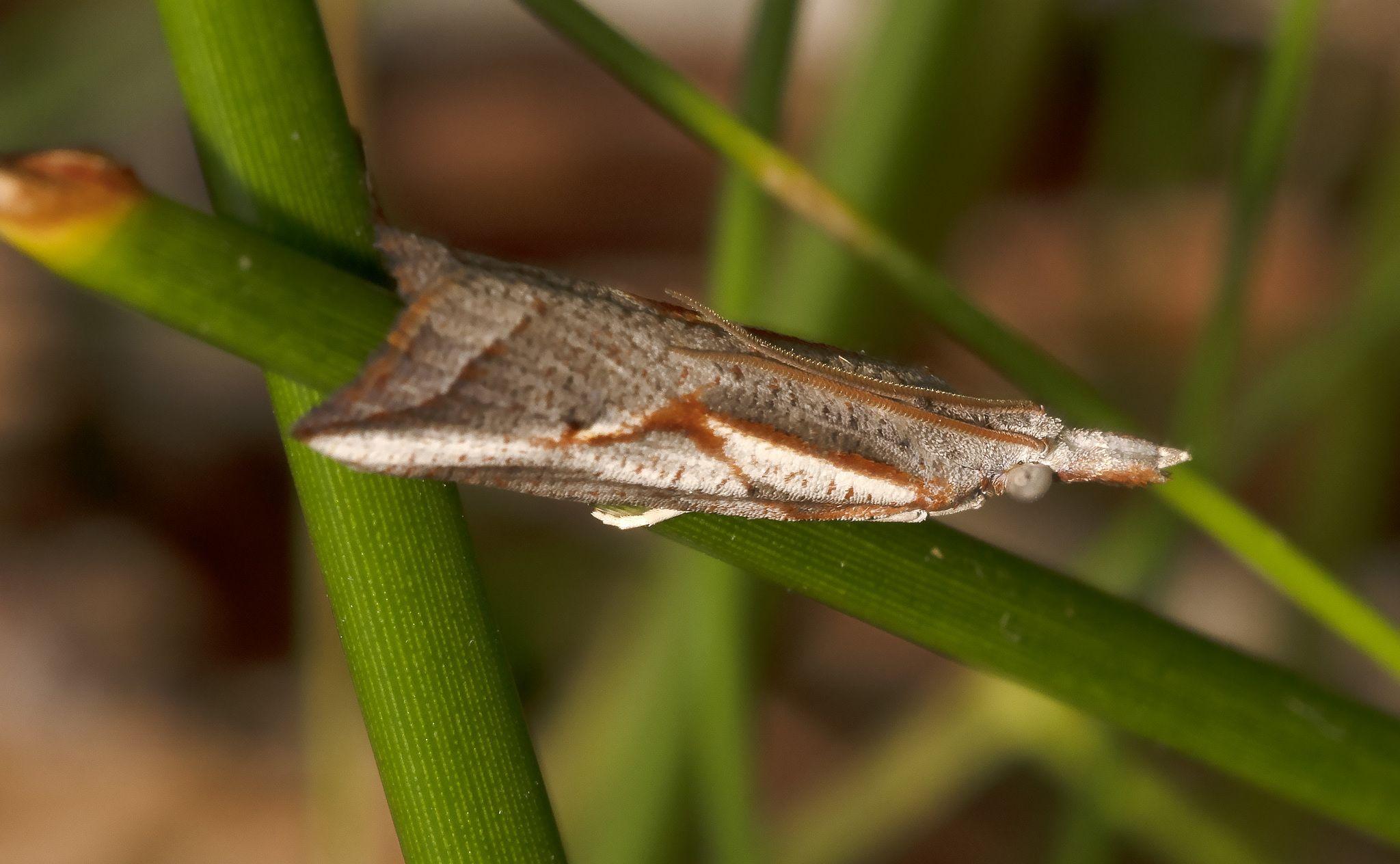 Arotrophora arcuatalis