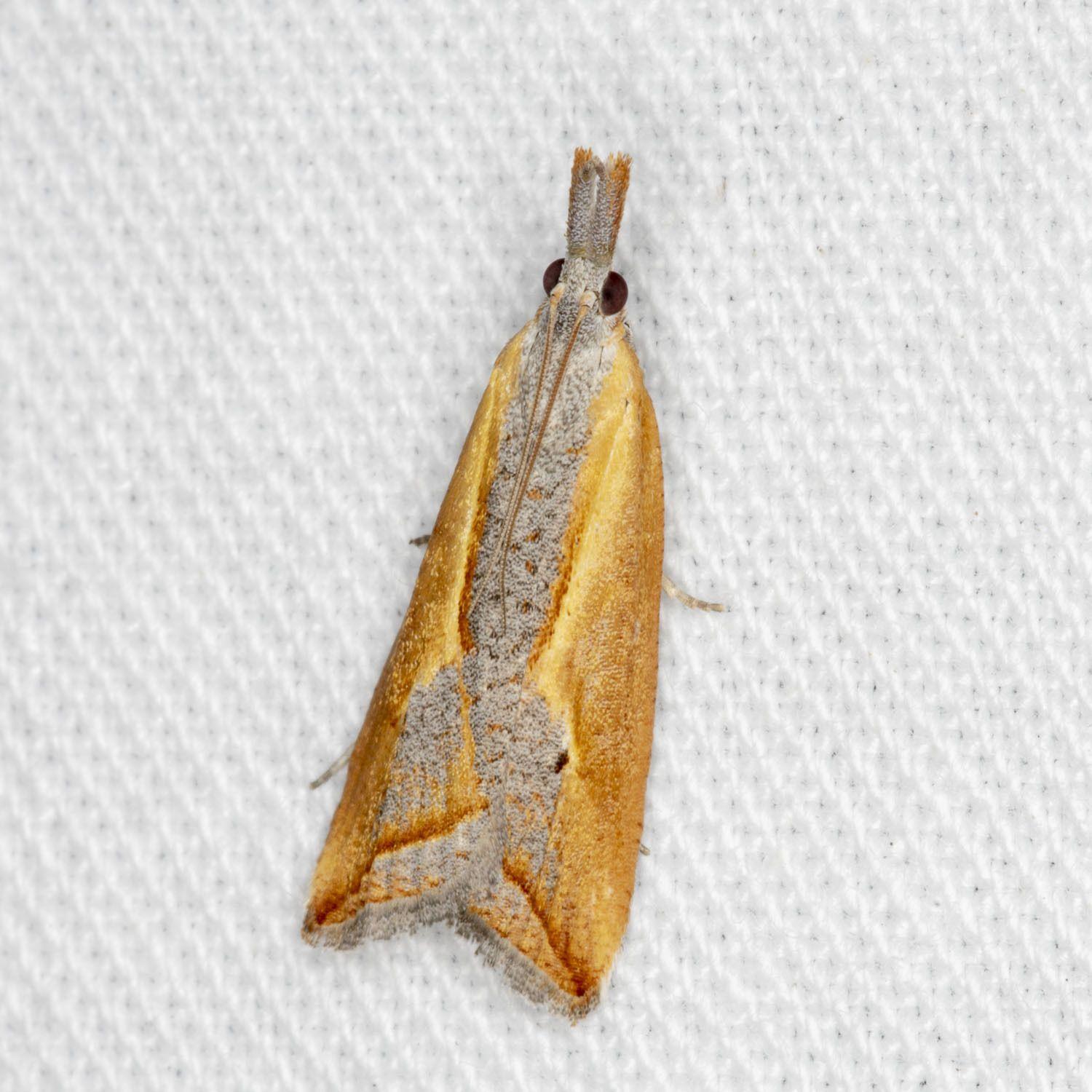 Arotrophora arcuatalis