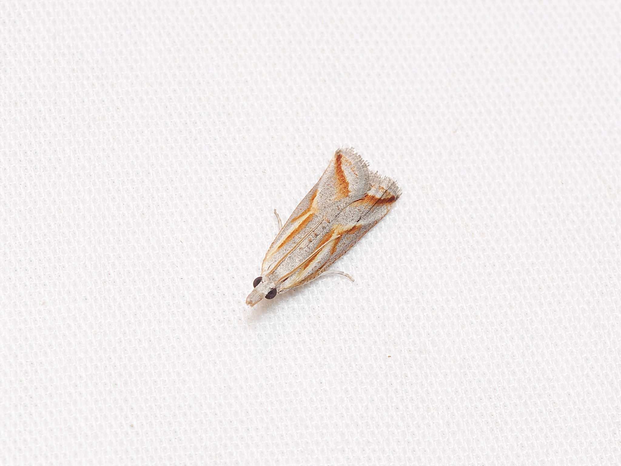 Arotrophora arcuatalis