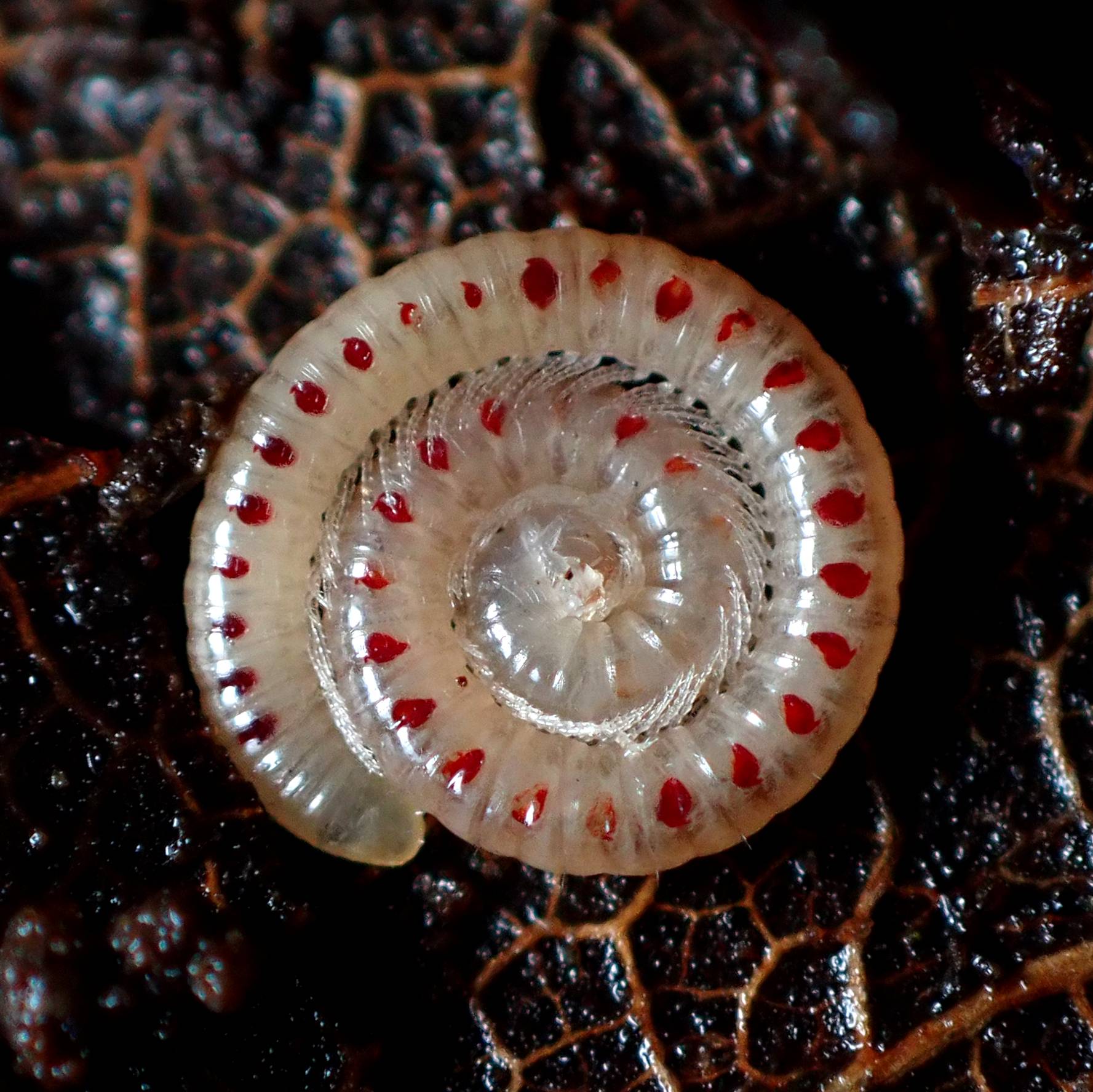 Blaniulus guttulatus