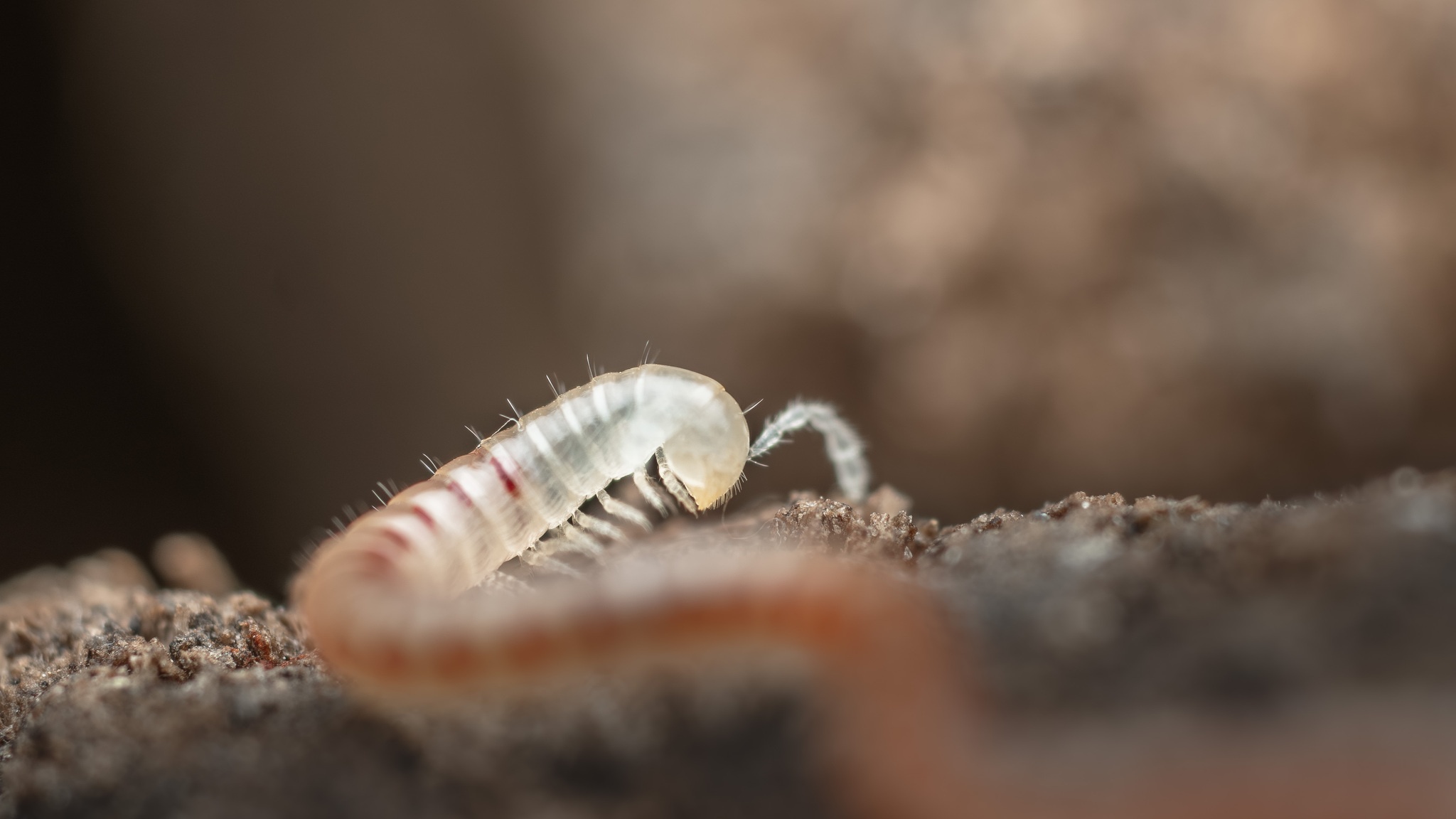 Blaniulus guttulatus