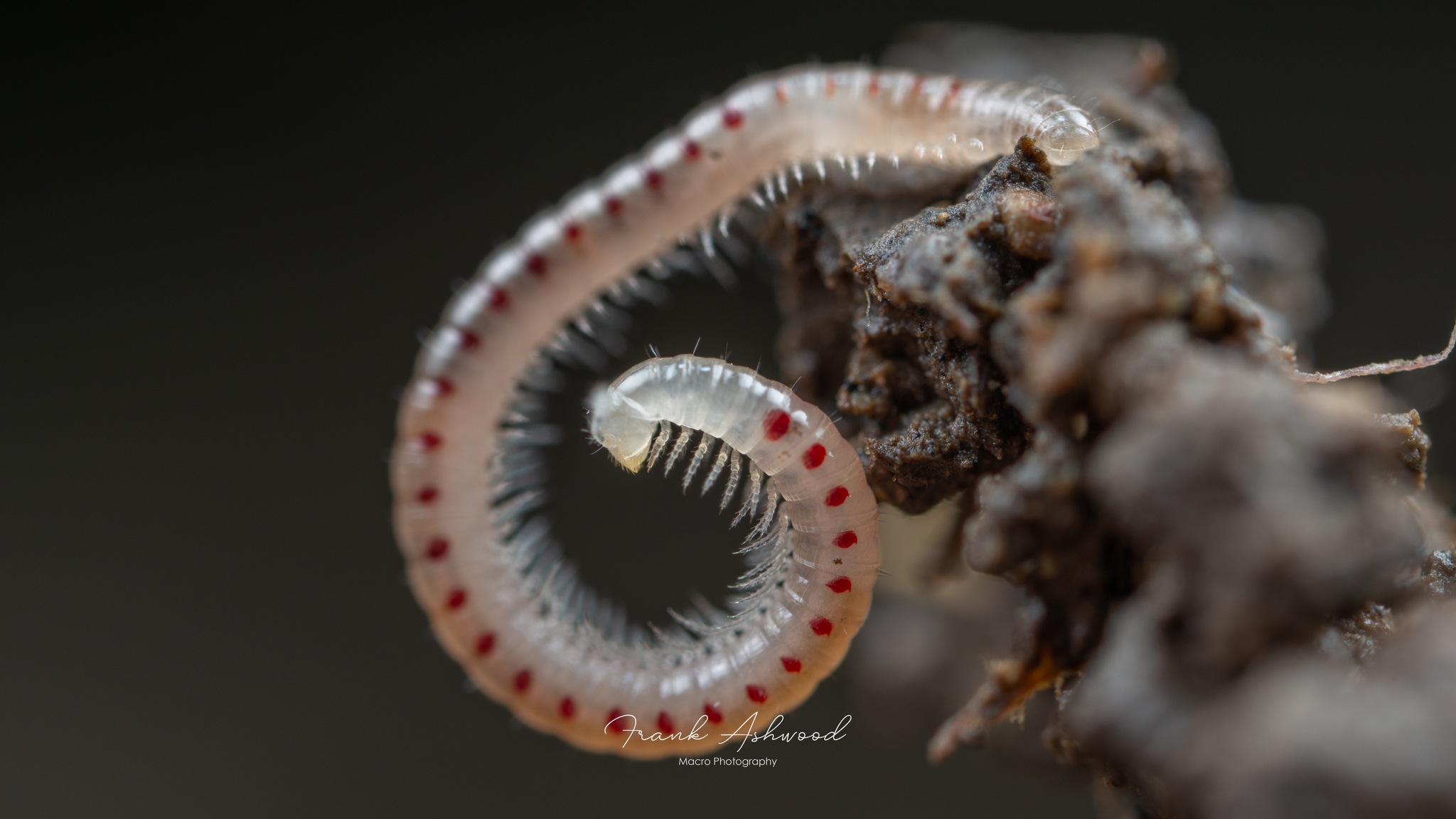 Blaniulus guttulatus