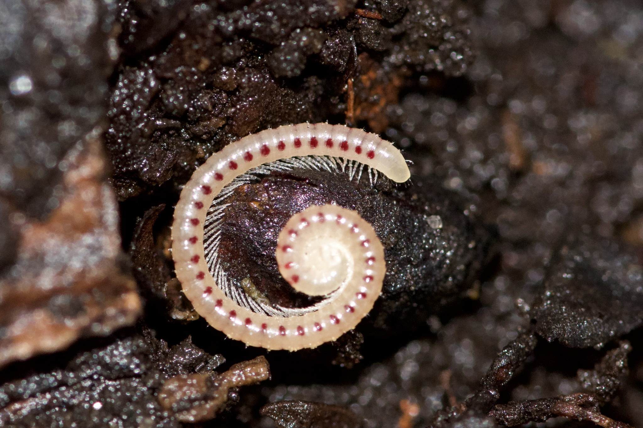 Blaniulus guttulatus
