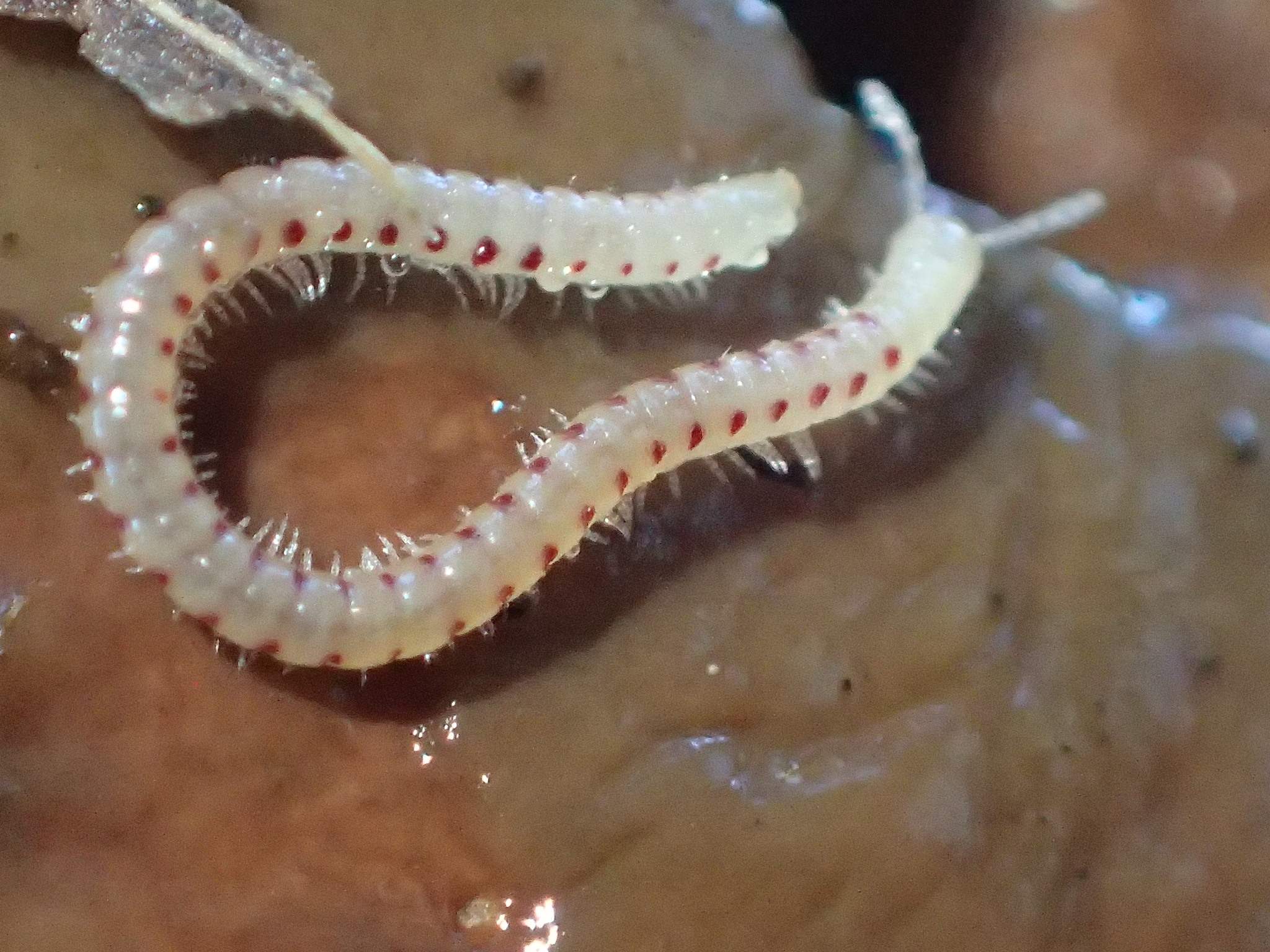 Blaniulus guttulatus