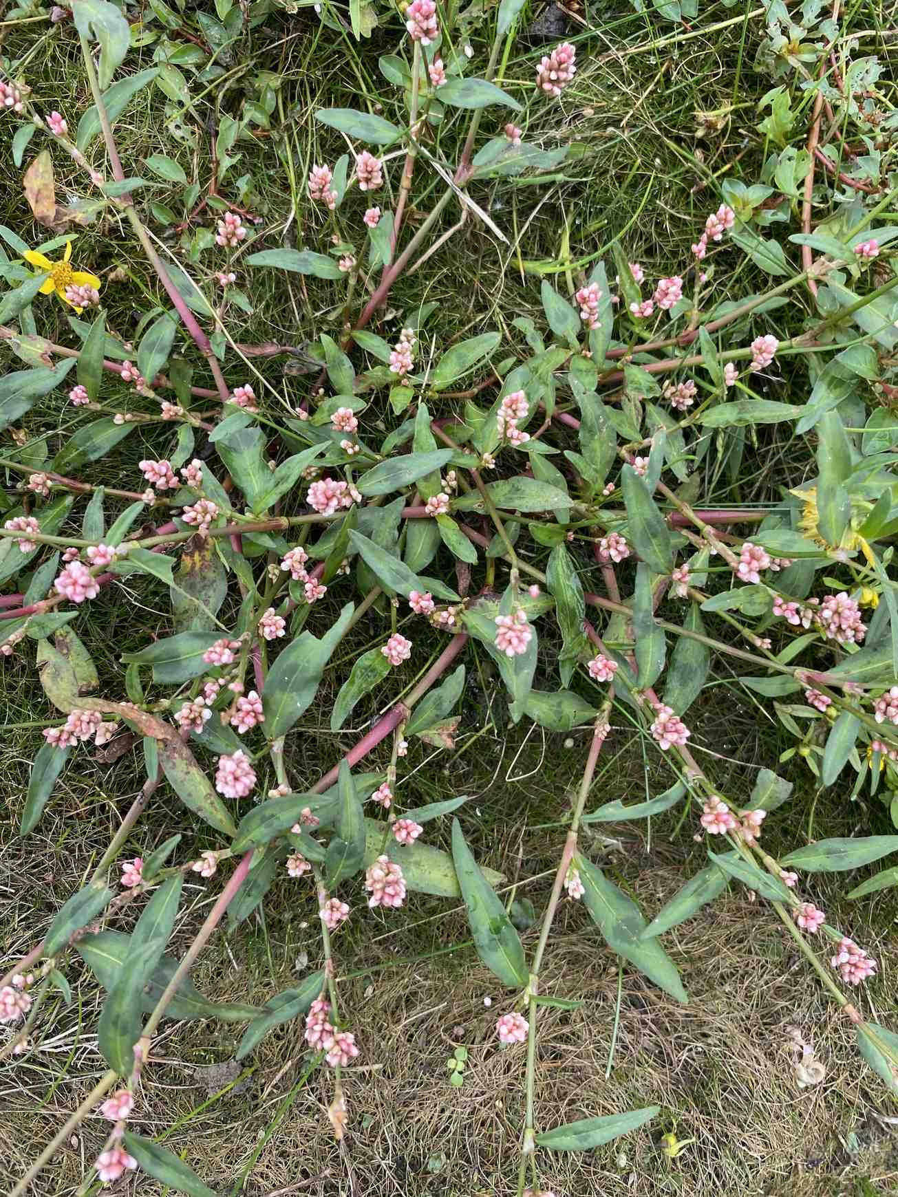 Persicaria maculosa