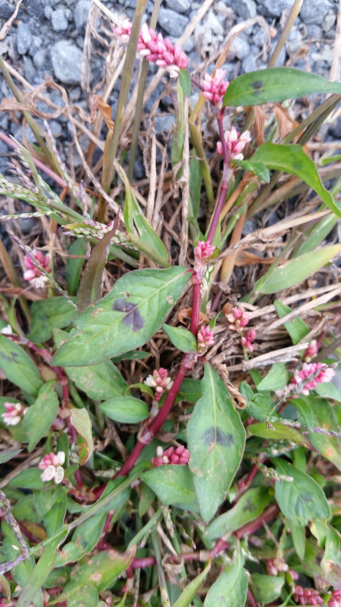Persicaria maculosa