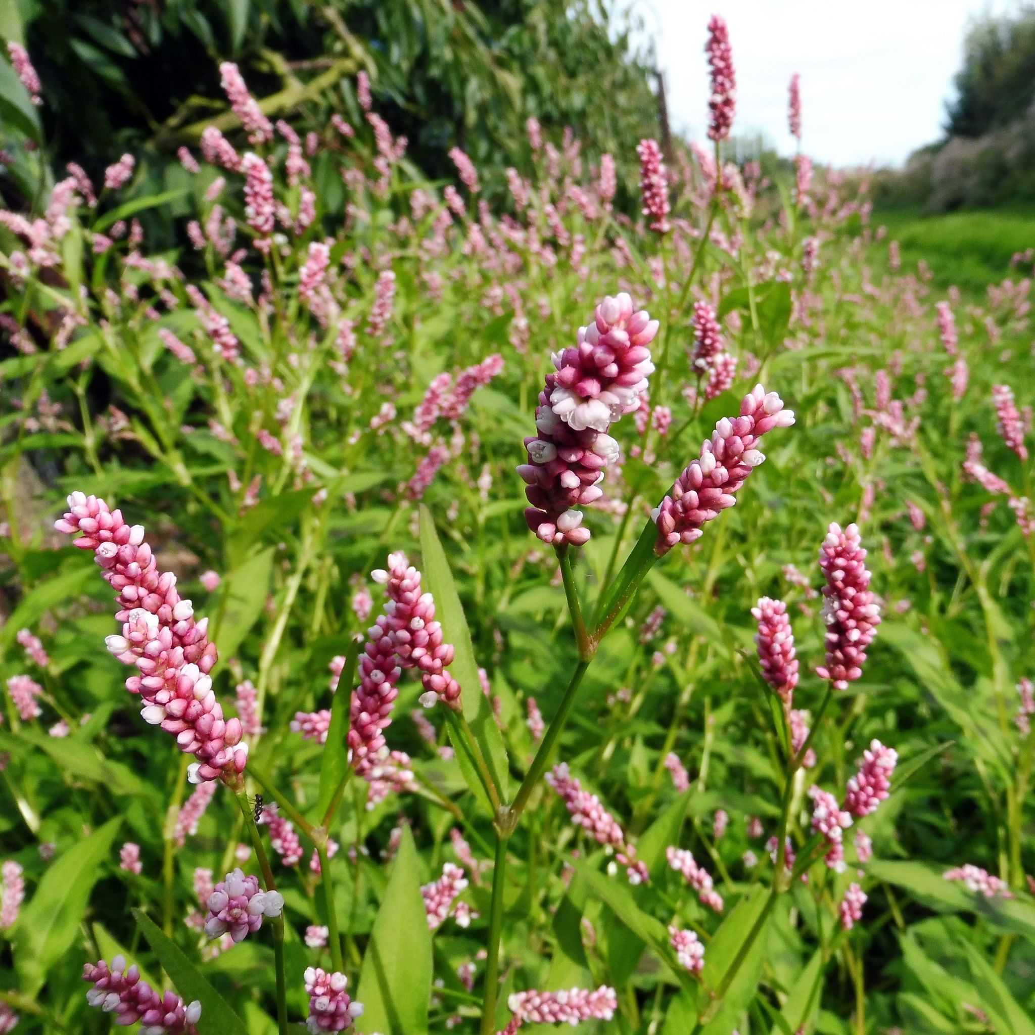 Persicaria maculosa