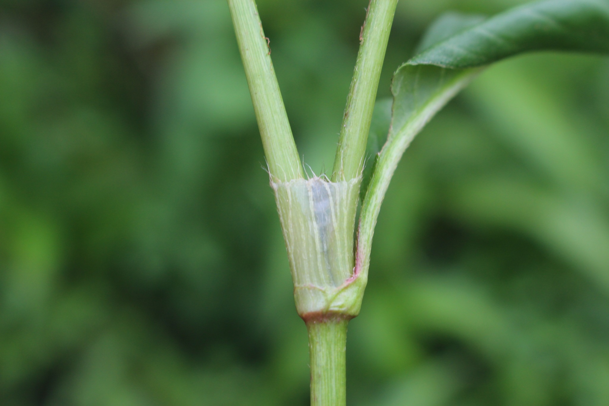 Persicaria maculosa