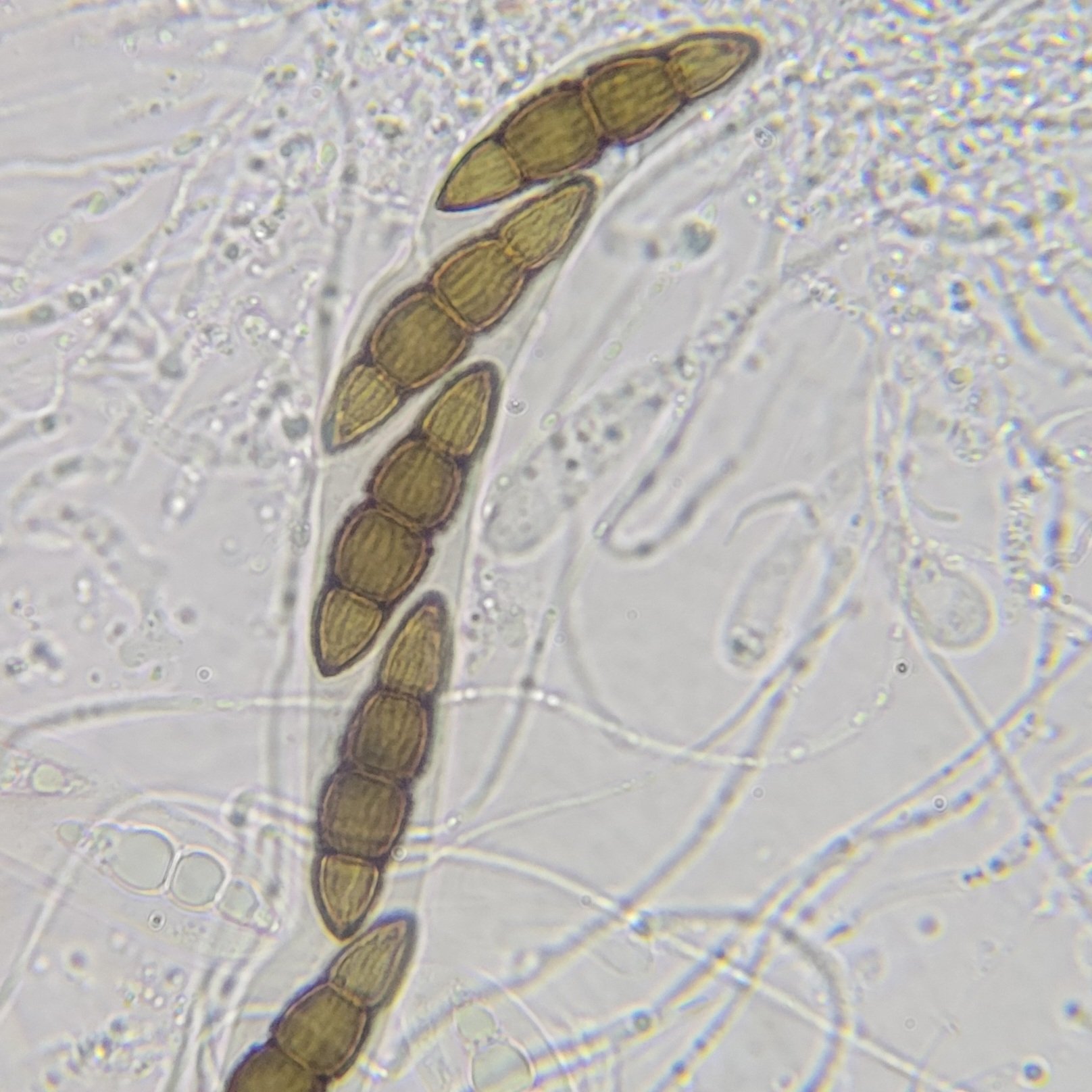 Lophiostoma