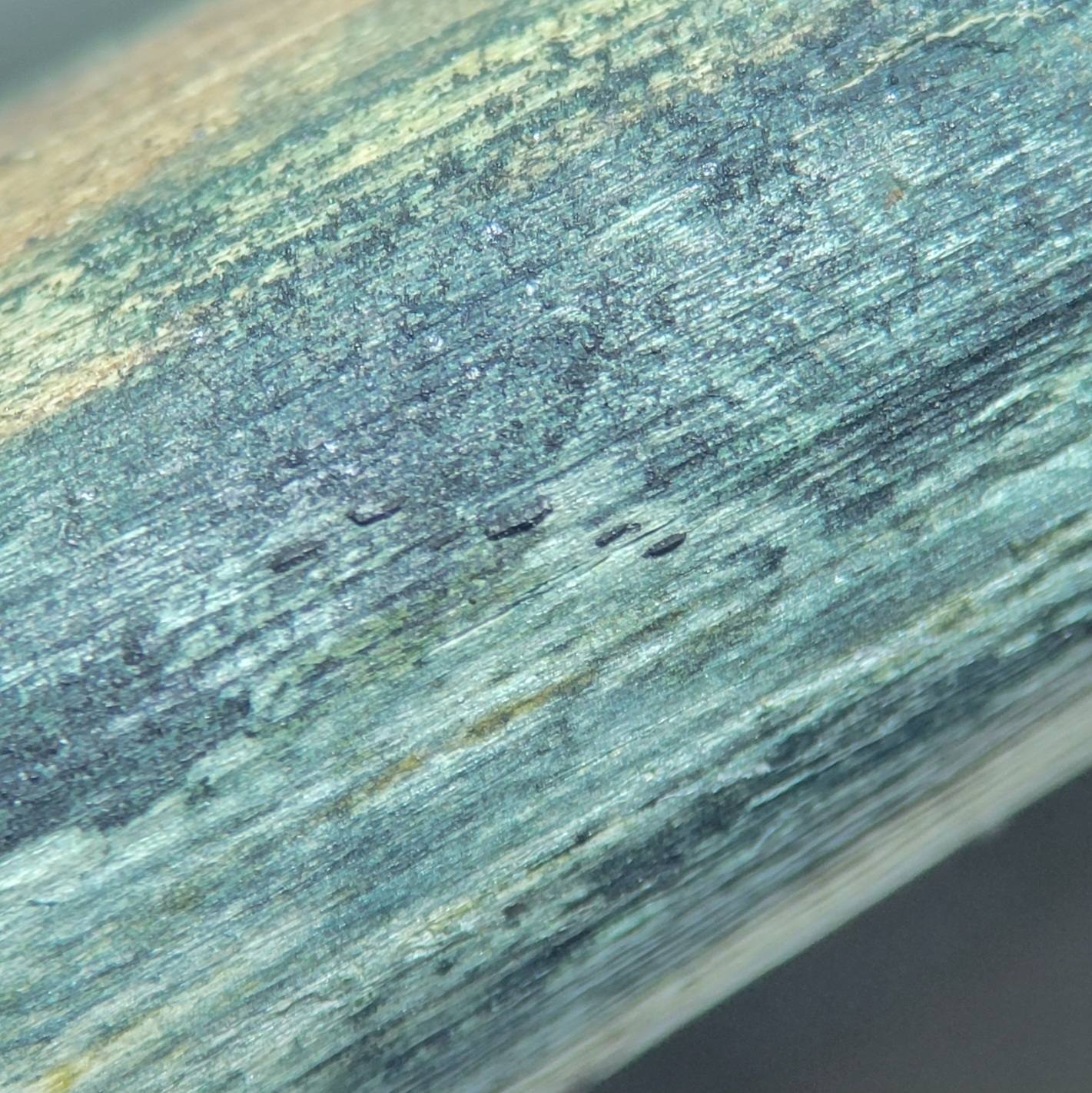 Lophiostoma
