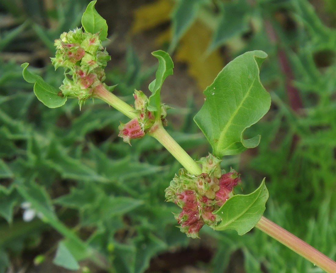 Rumex spinosus