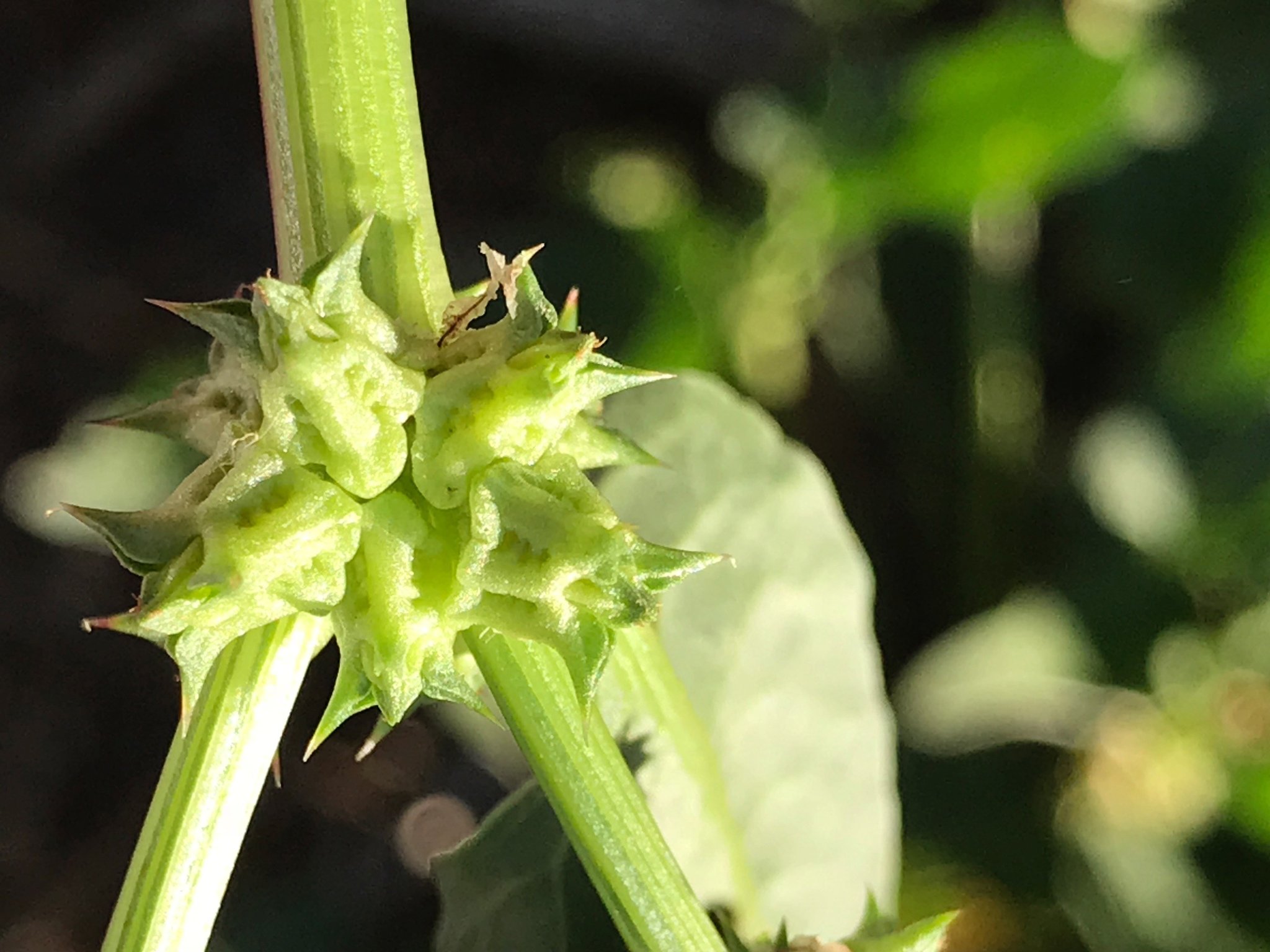 Rumex spinosus