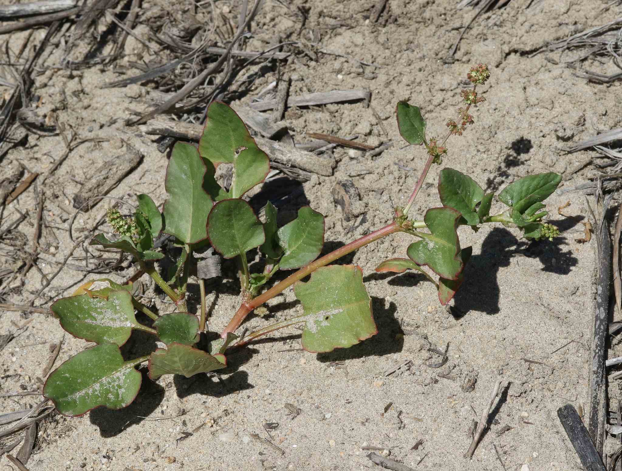 Rumex spinosus