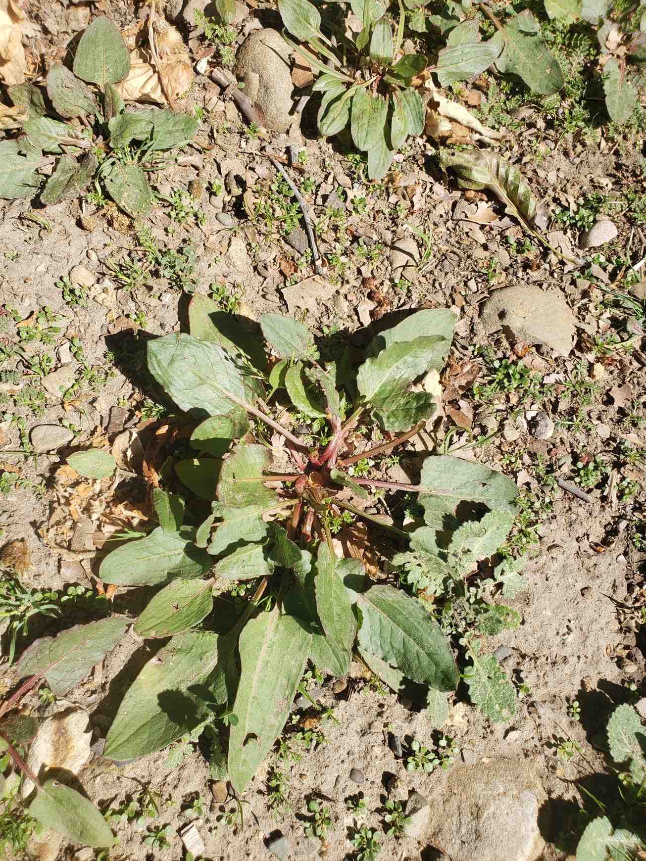 Rumex spinosus