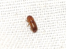 Xyleborus affinis