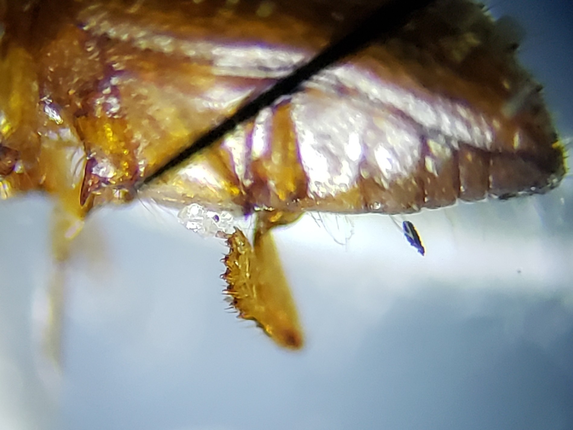 Xyleborus affinis