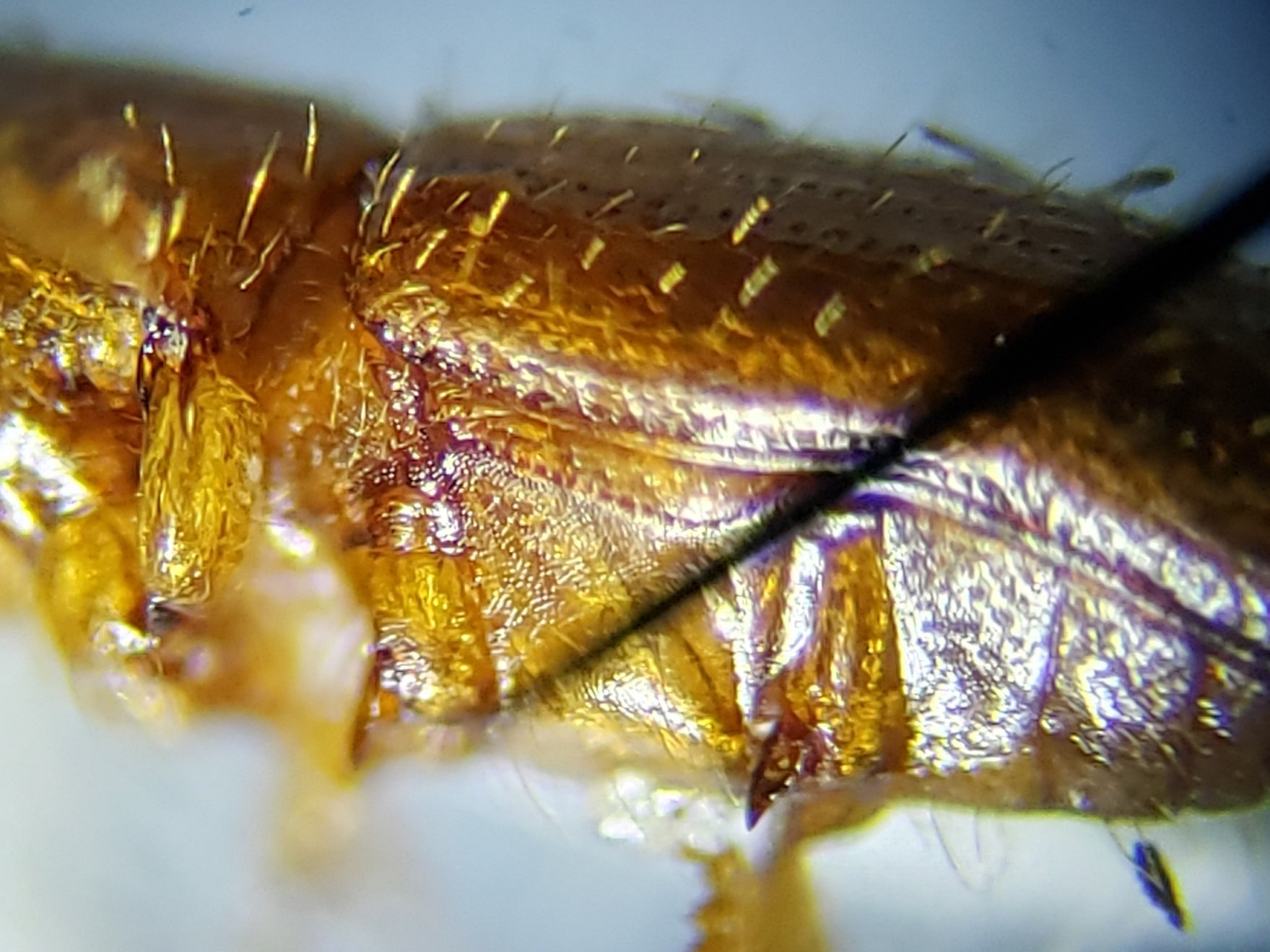 Xyleborus affinis