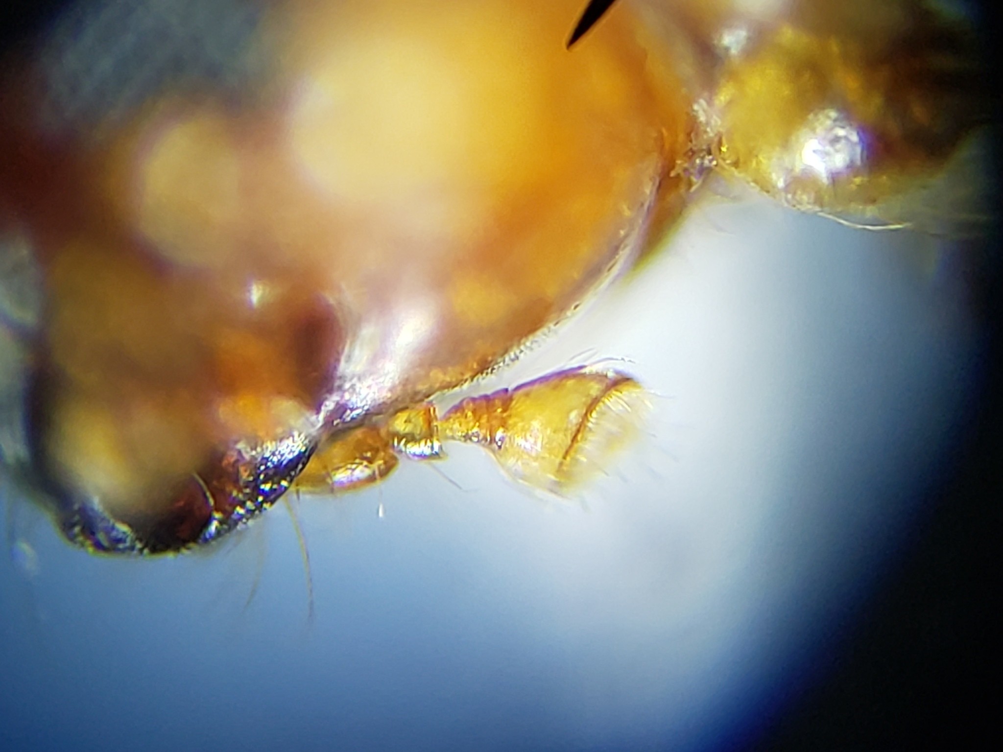 Xyleborus affinis
