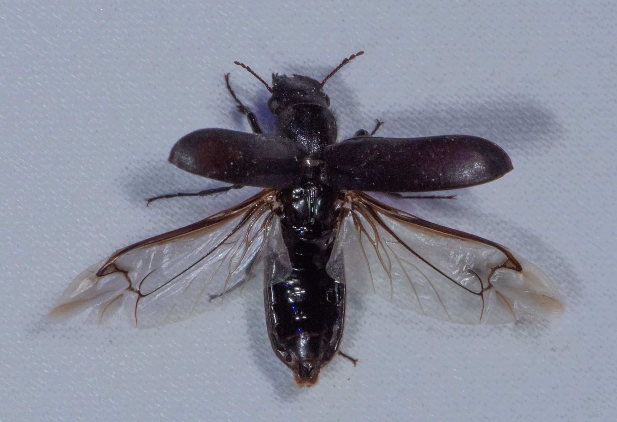 Polycaon