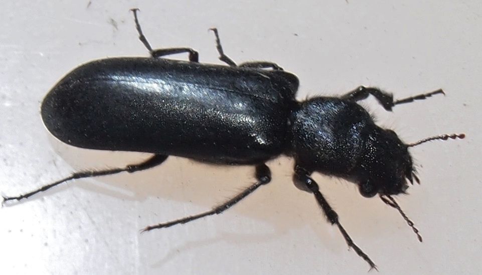 Polycaon