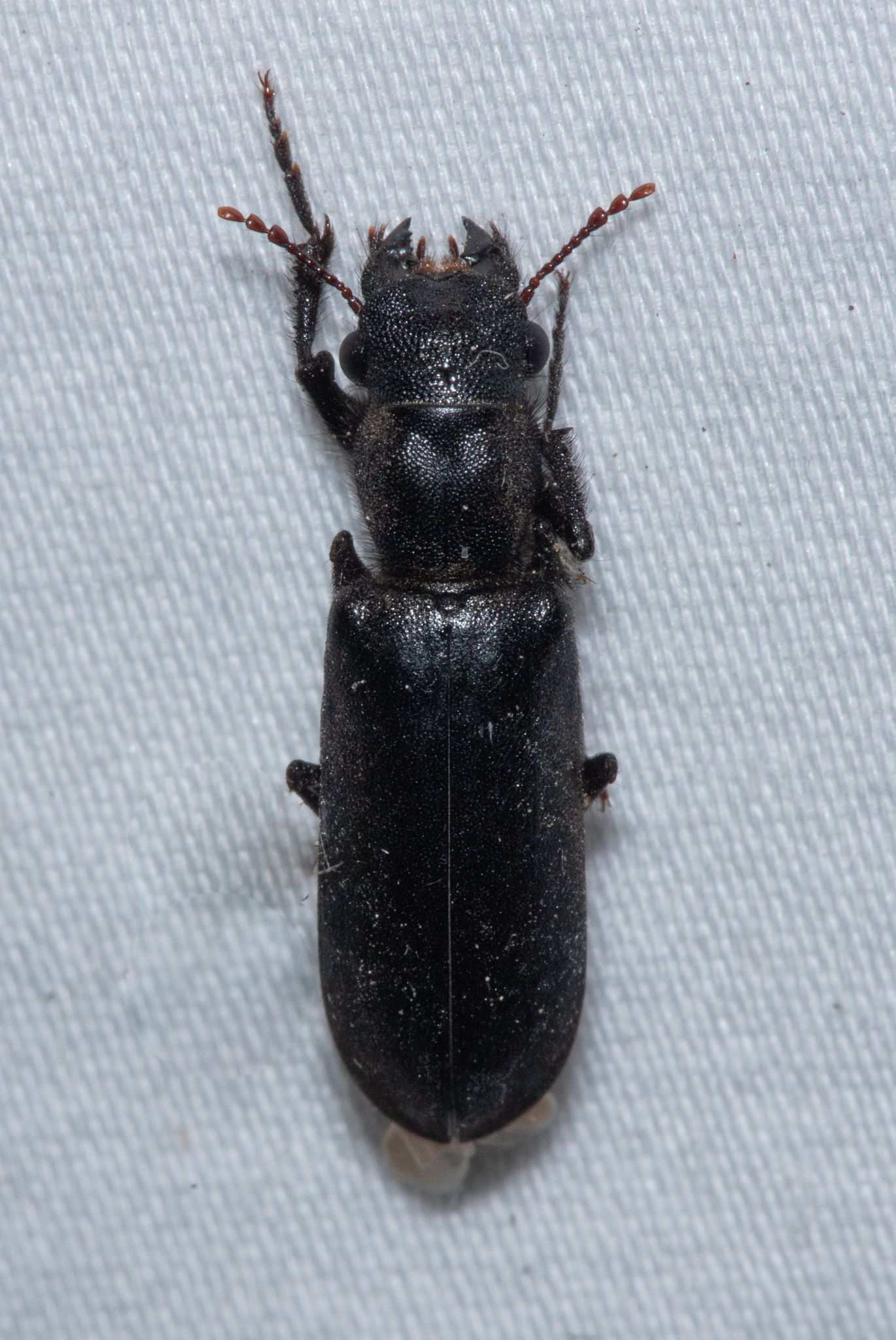 Polycaon