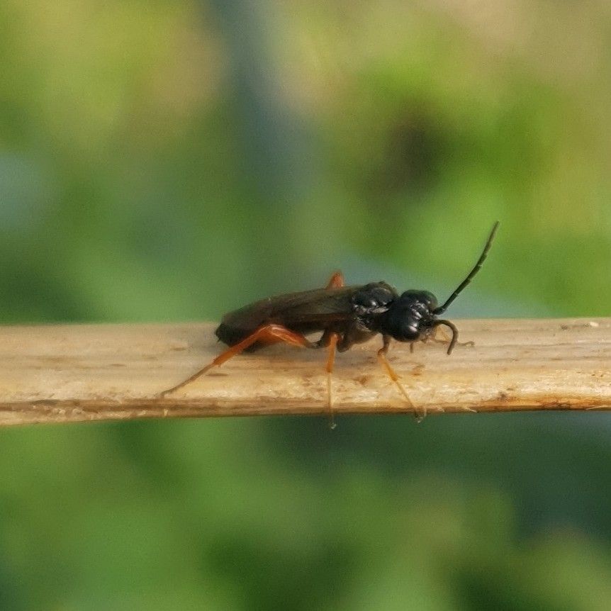 Allantus calceatus