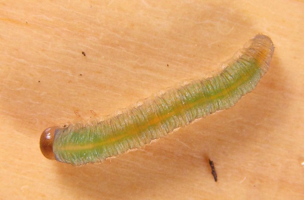 Allantus calceatus