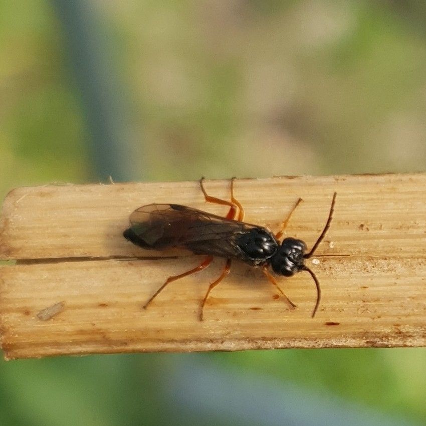 Allantus calceatus
