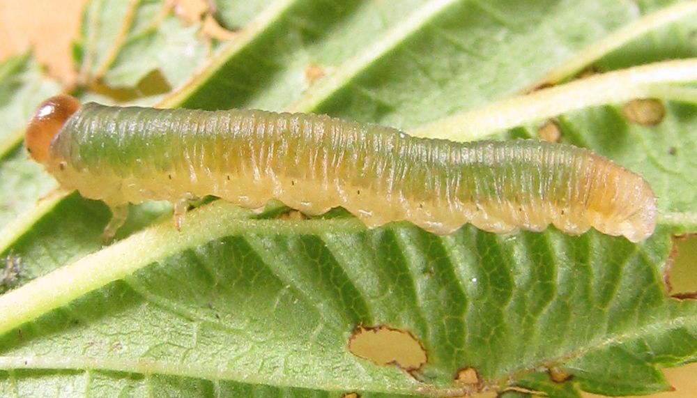 Allantus calceatus