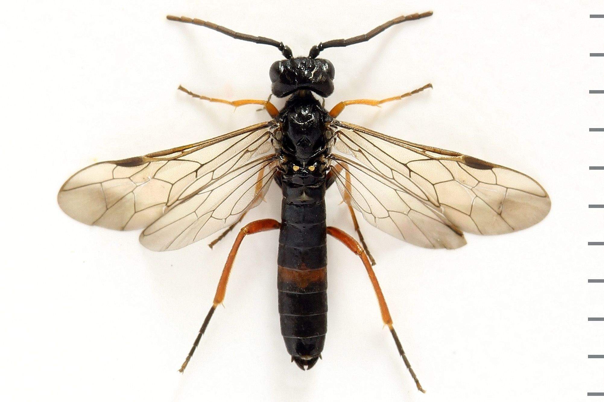 Allantus calceatus