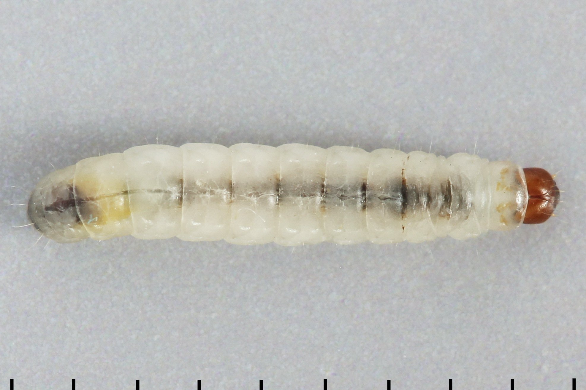 Tinea