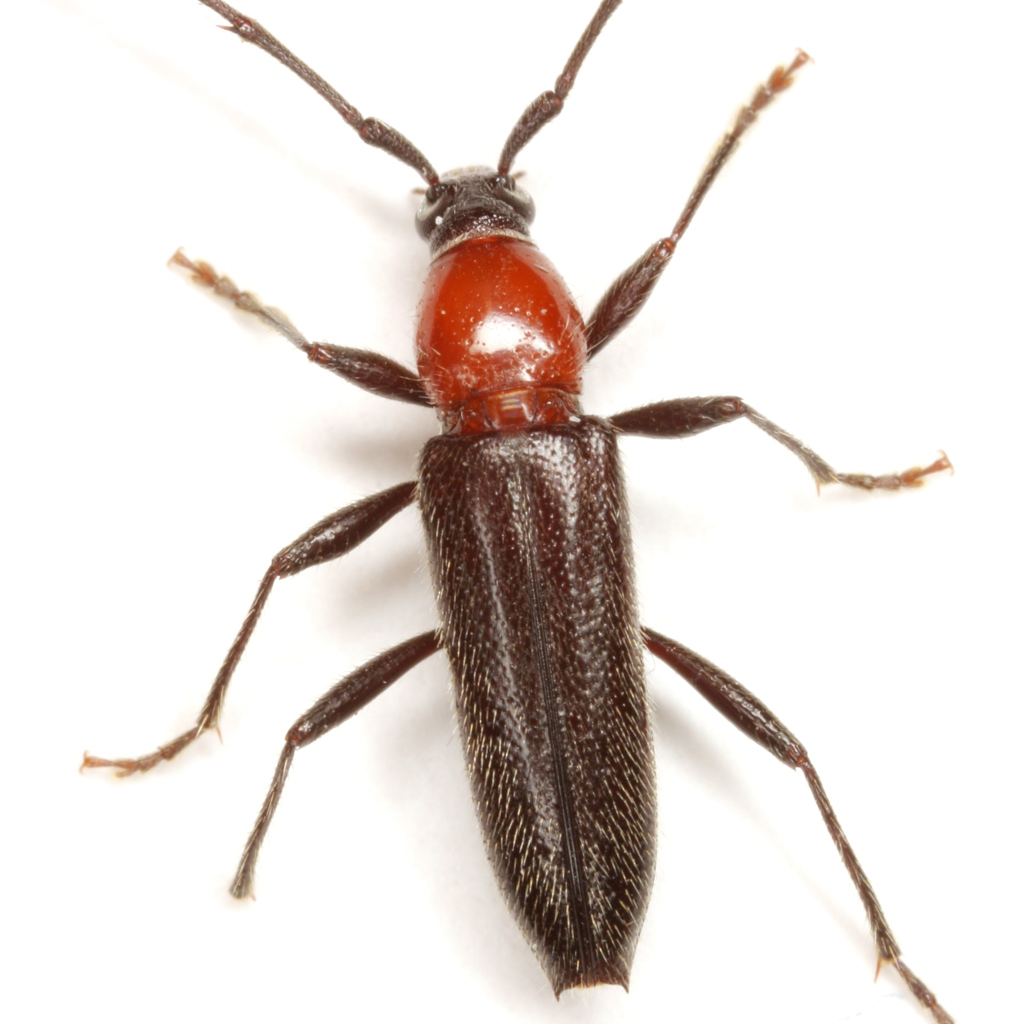 Stenosphenus